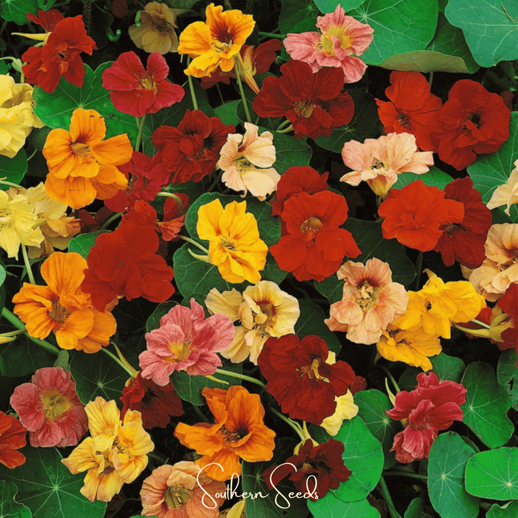 Tom Thumb Dwarf Nasturtium – 25 Seeds Southern Seeds