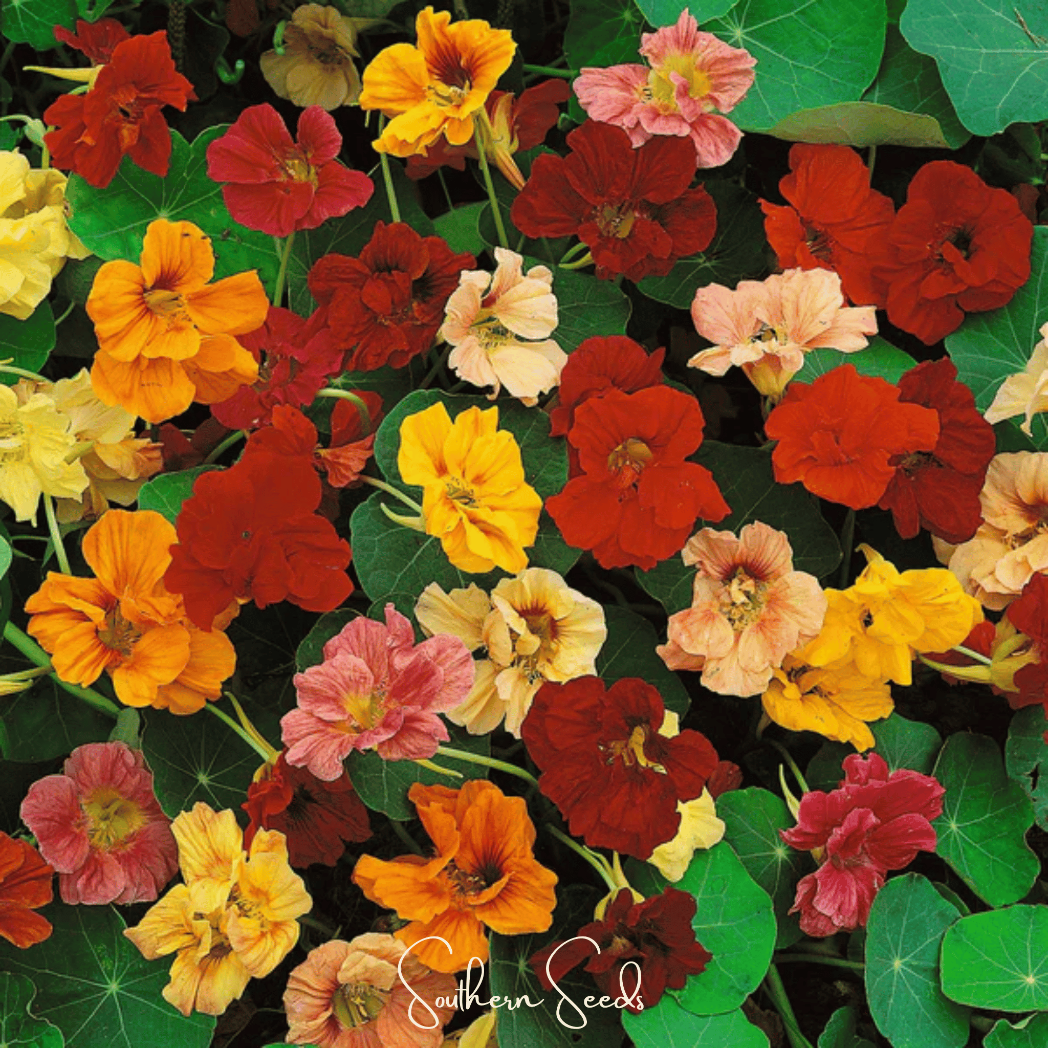 Tom Thumb Dwarf Nasturtium – 25 Seeds Southern Seeds