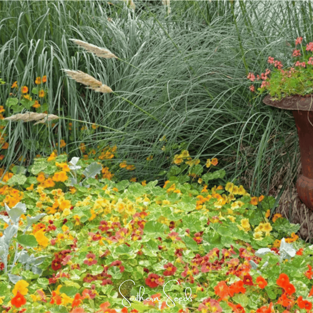 Tom Thumb Dwarf Nasturtium – 25 Seeds Southern Seeds