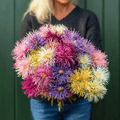 Needle Mix Aster – 50 Seeds Southern Seeds