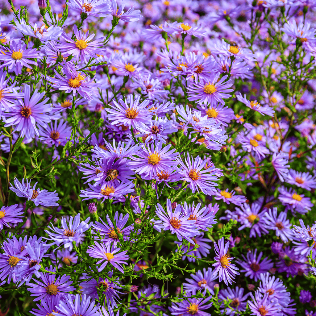 New England Aster – 200 Seeds Southern Seeds