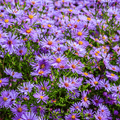 New England Aster – 200 Seeds Southern Seeds