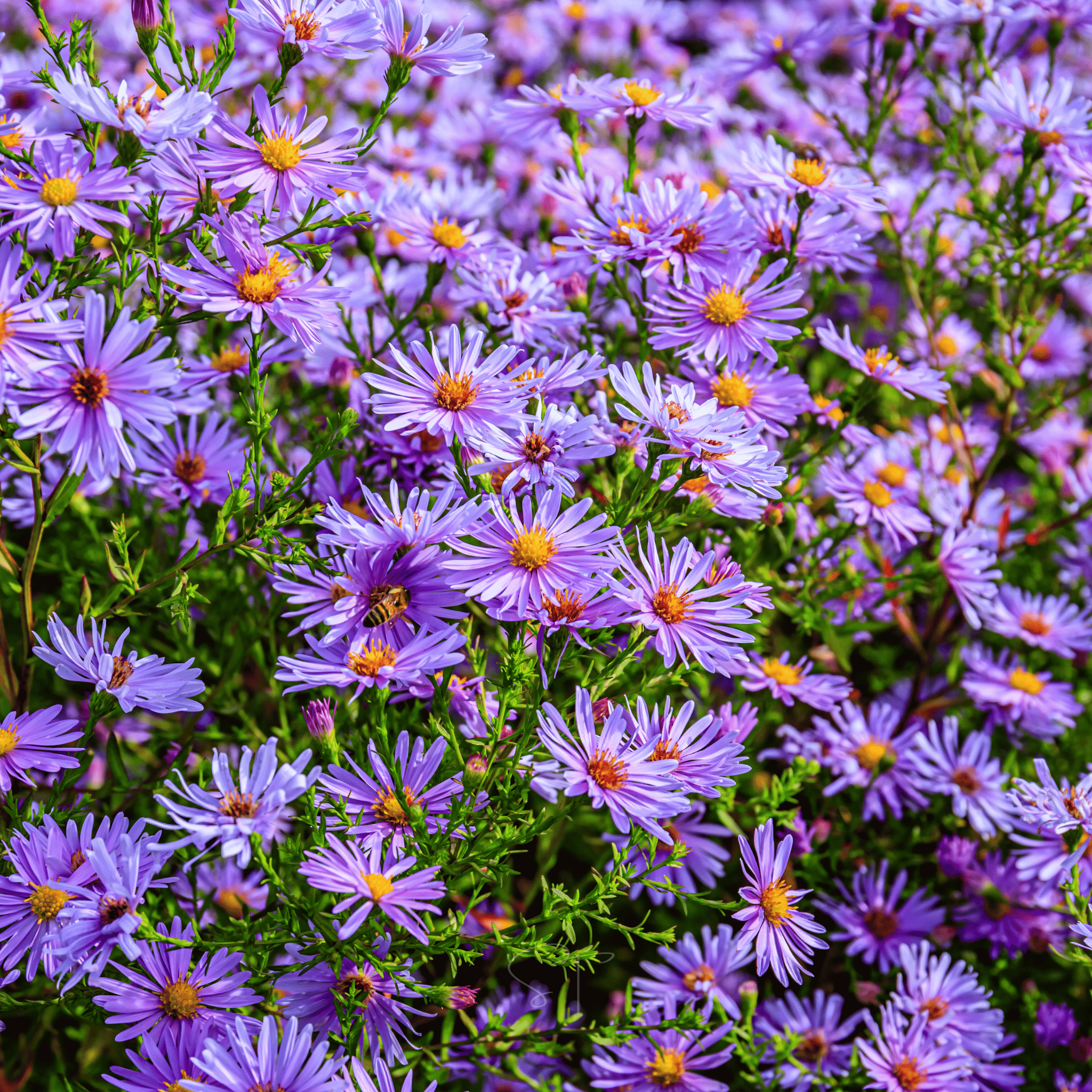 New England Aster – 200 Seeds Southern Seeds