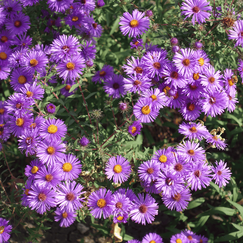 New England Aster – 200 Seeds Southern Seeds