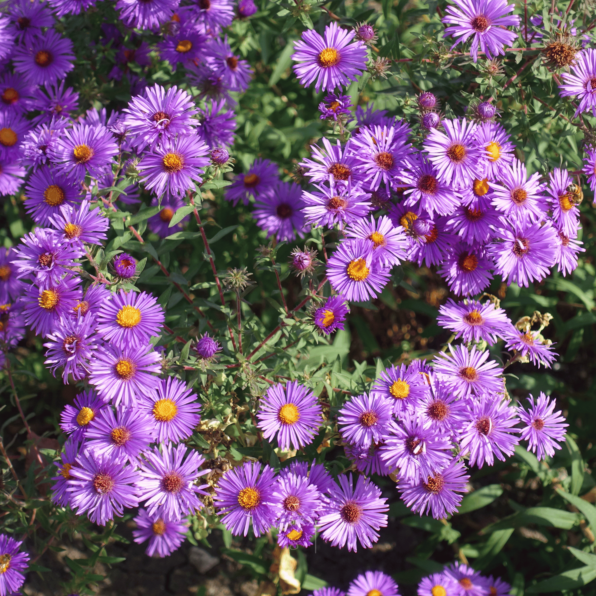 New England Aster – 200 Seeds Southern Seeds