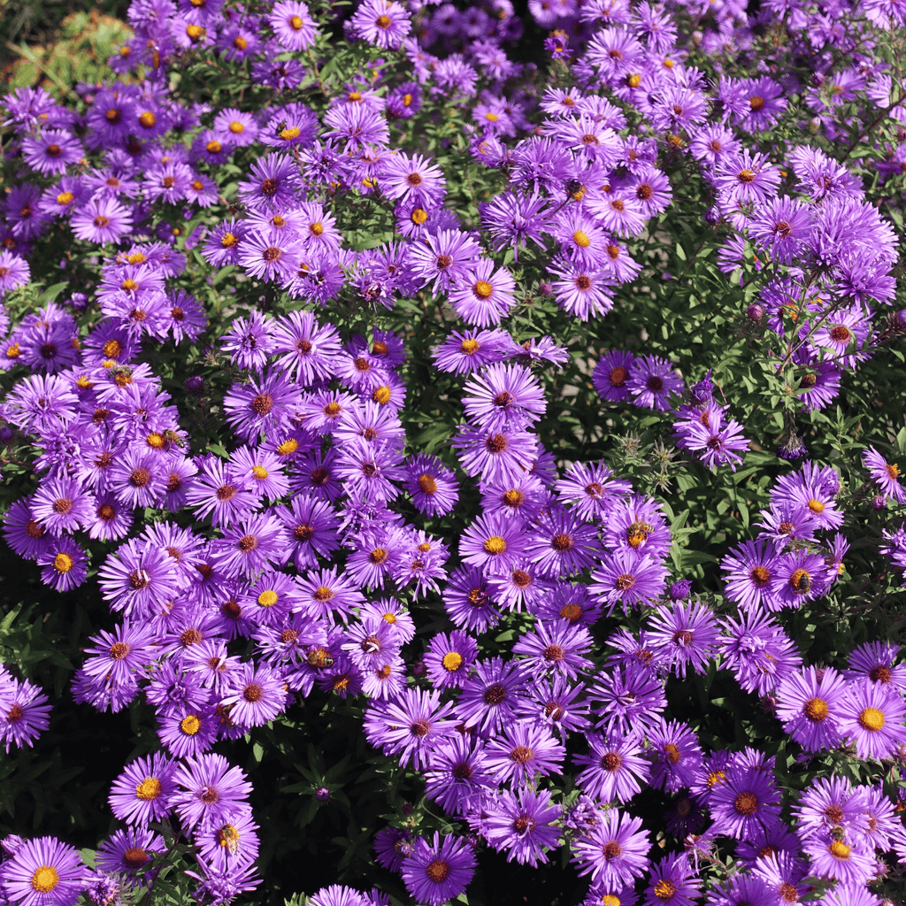 New England Aster – 200 Seeds Southern Seeds