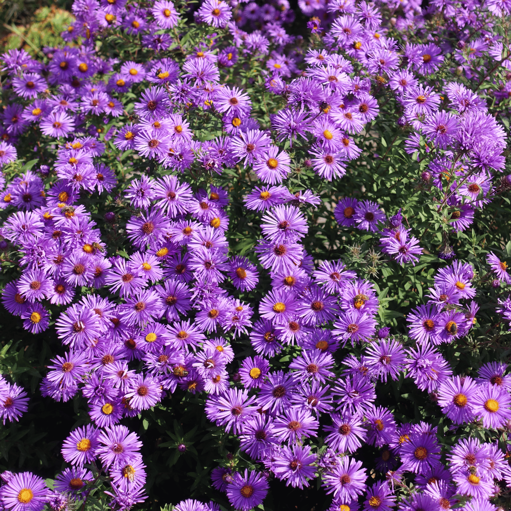 New England Aster – 200 Seeds Southern Seeds