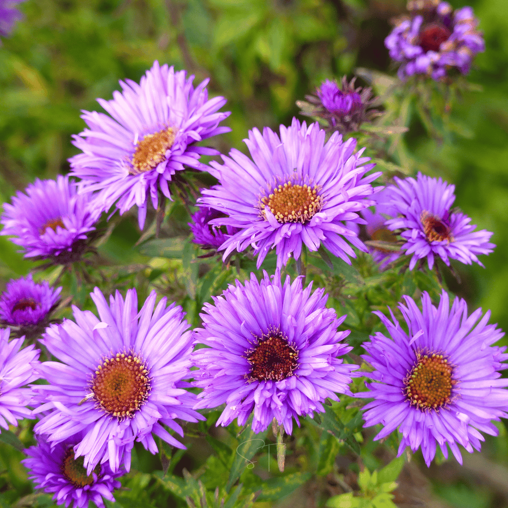 New England Aster – 200 Seeds Southern Seeds