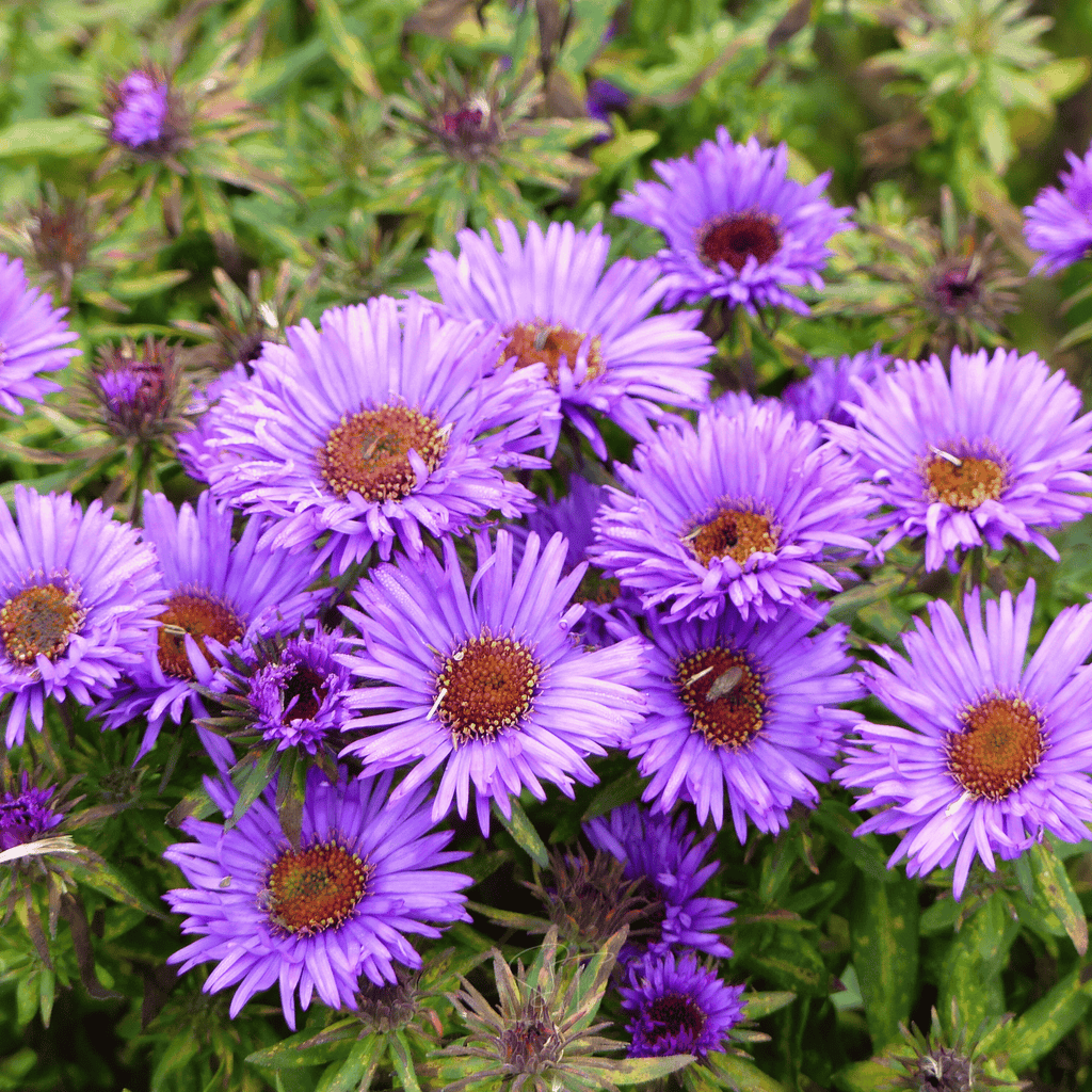 New England Aster – 200 Seeds Southern Seeds