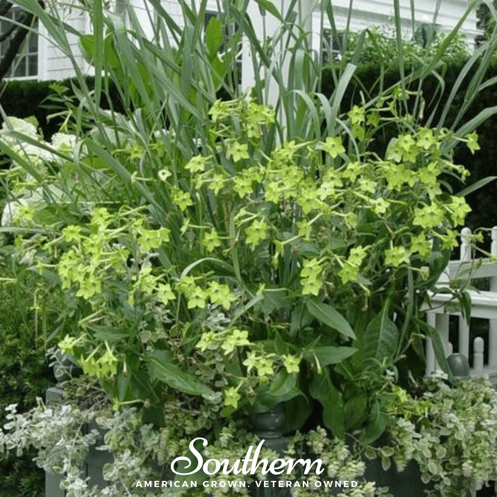 Lime Green Nicotiana – 100 Seeds Southern Seeds