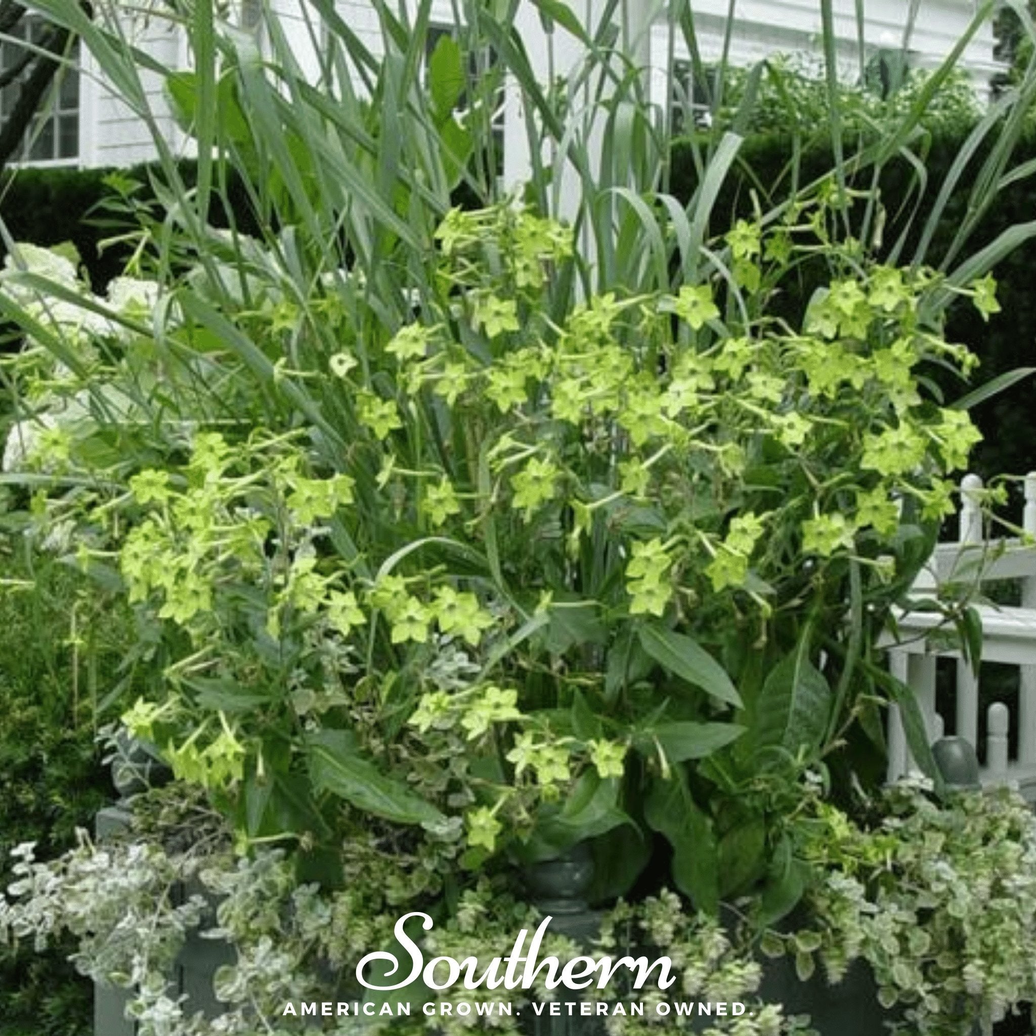 Lime Green Nicotiana – 100 Seeds Southern Seeds