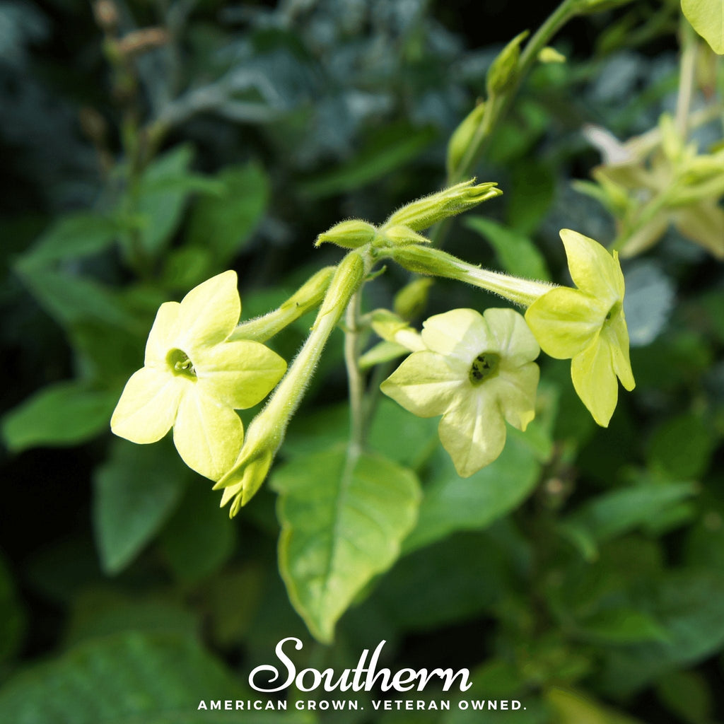 Lime Green Nicotiana – 100 Seeds Southern Seeds