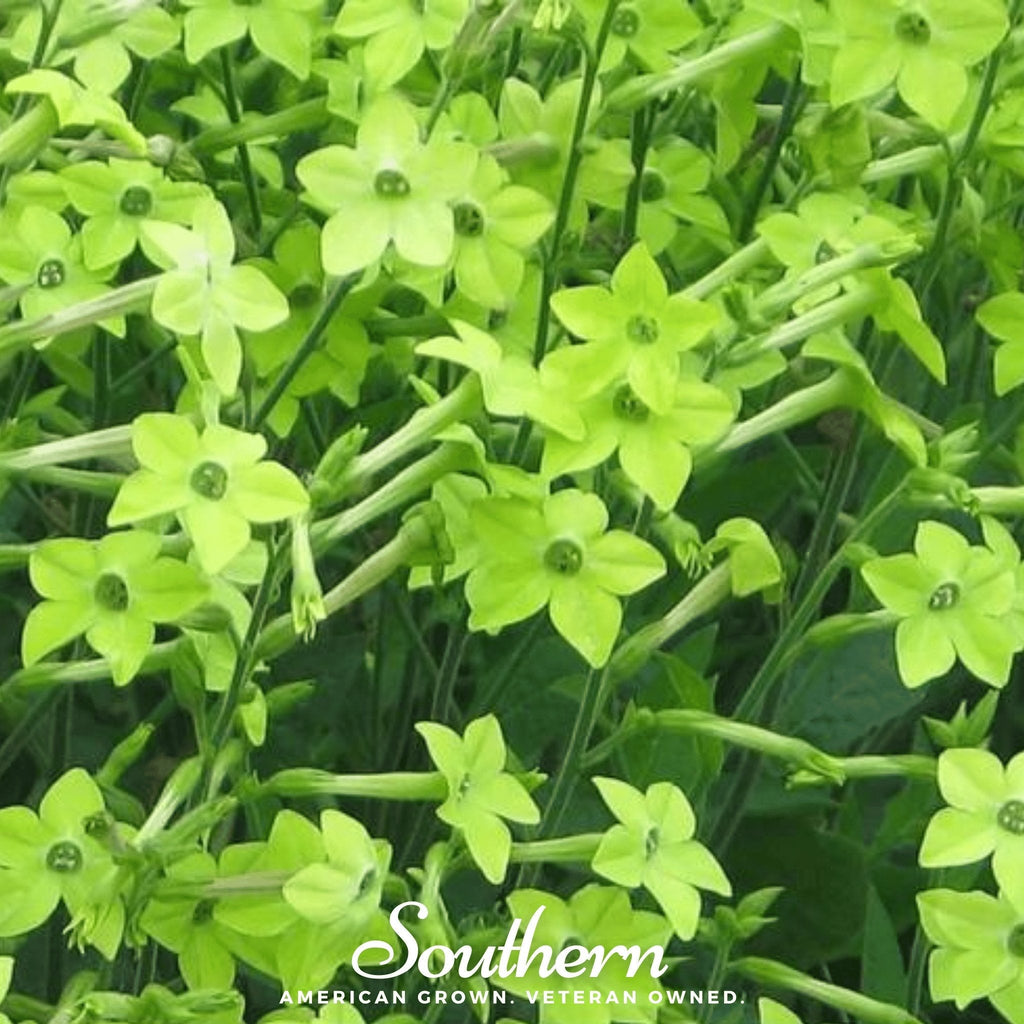 Lime Green Nicotiana – 100 Seeds Southern Seeds