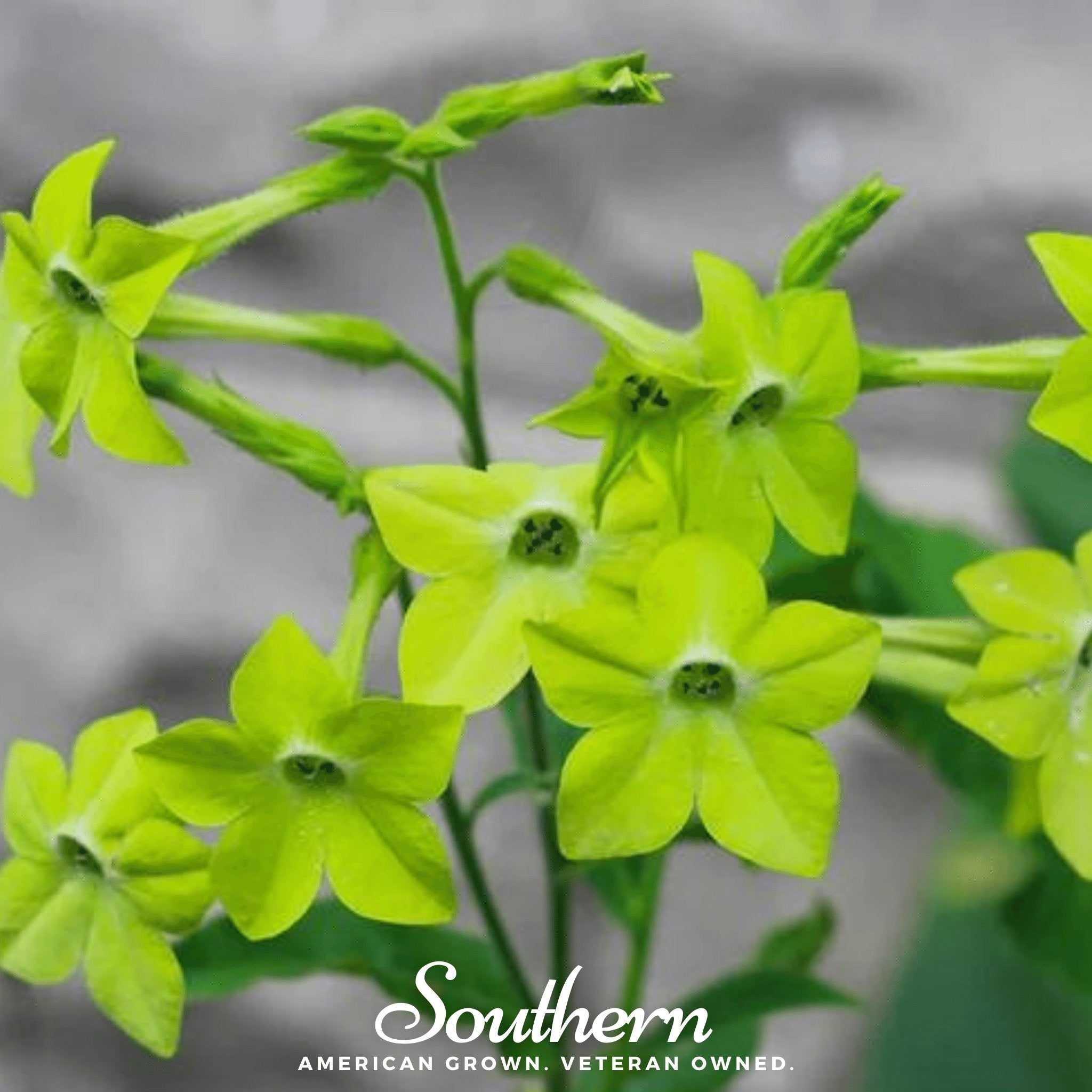 Lime Green Nicotiana – 100 Seeds Southern Seeds