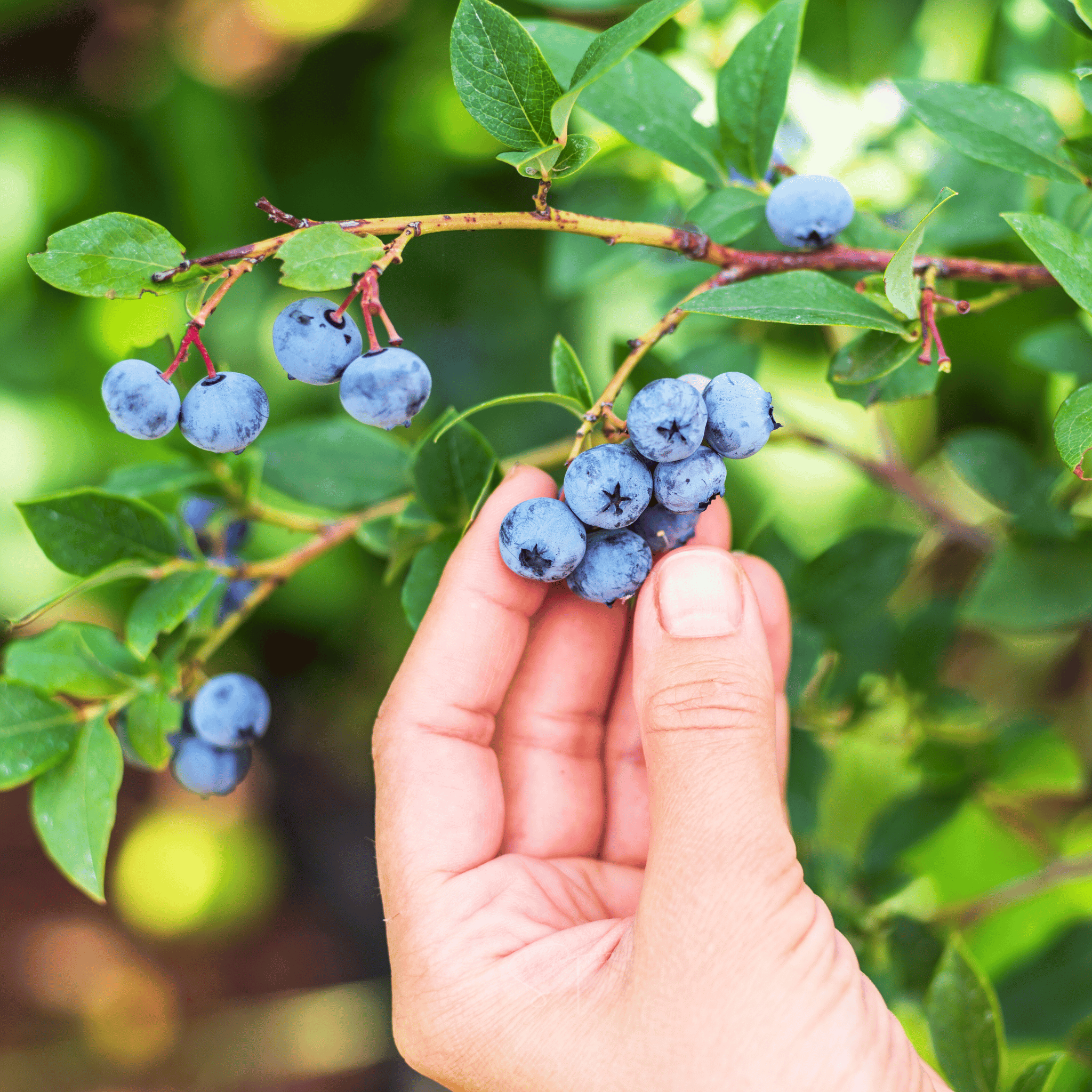 Northern Highbush Blueberry – 50 Seeds Southern Seeds