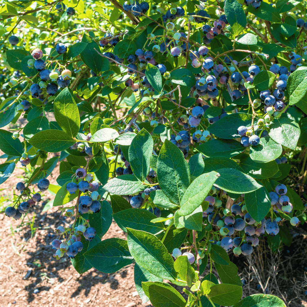 Northern Highbush Blueberry – 50 Seeds Southern Seeds