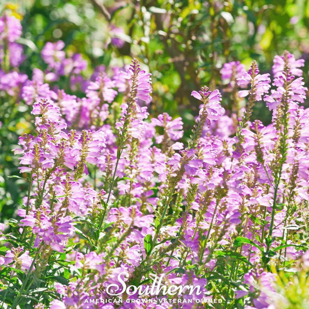 Obedient Plant – 25 Seeds Southern Seeds