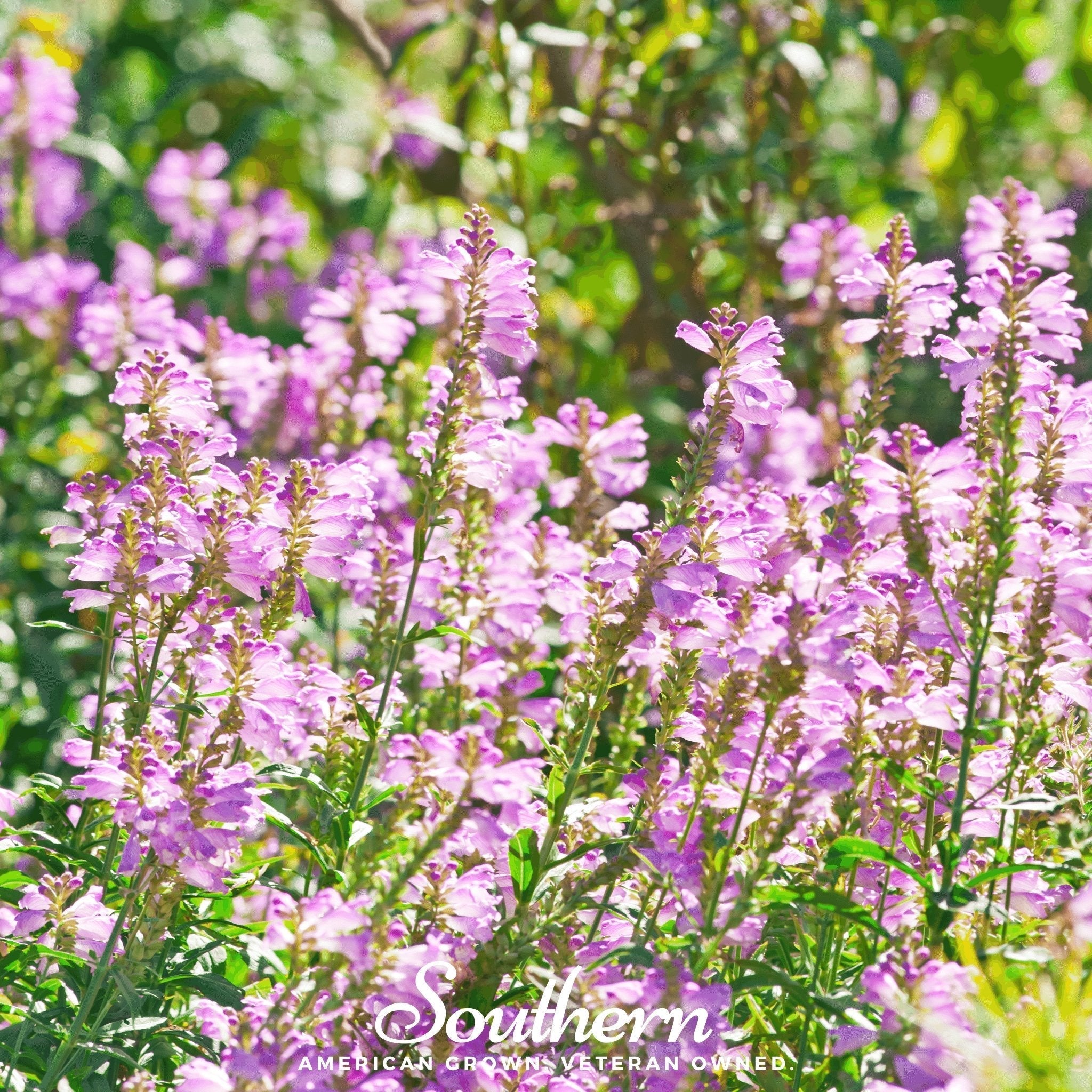 Obedient Plant – 25 Seeds Southern Seeds