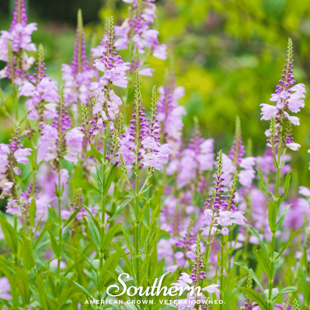Obedient Plant – 25 Seeds Southern Seeds
