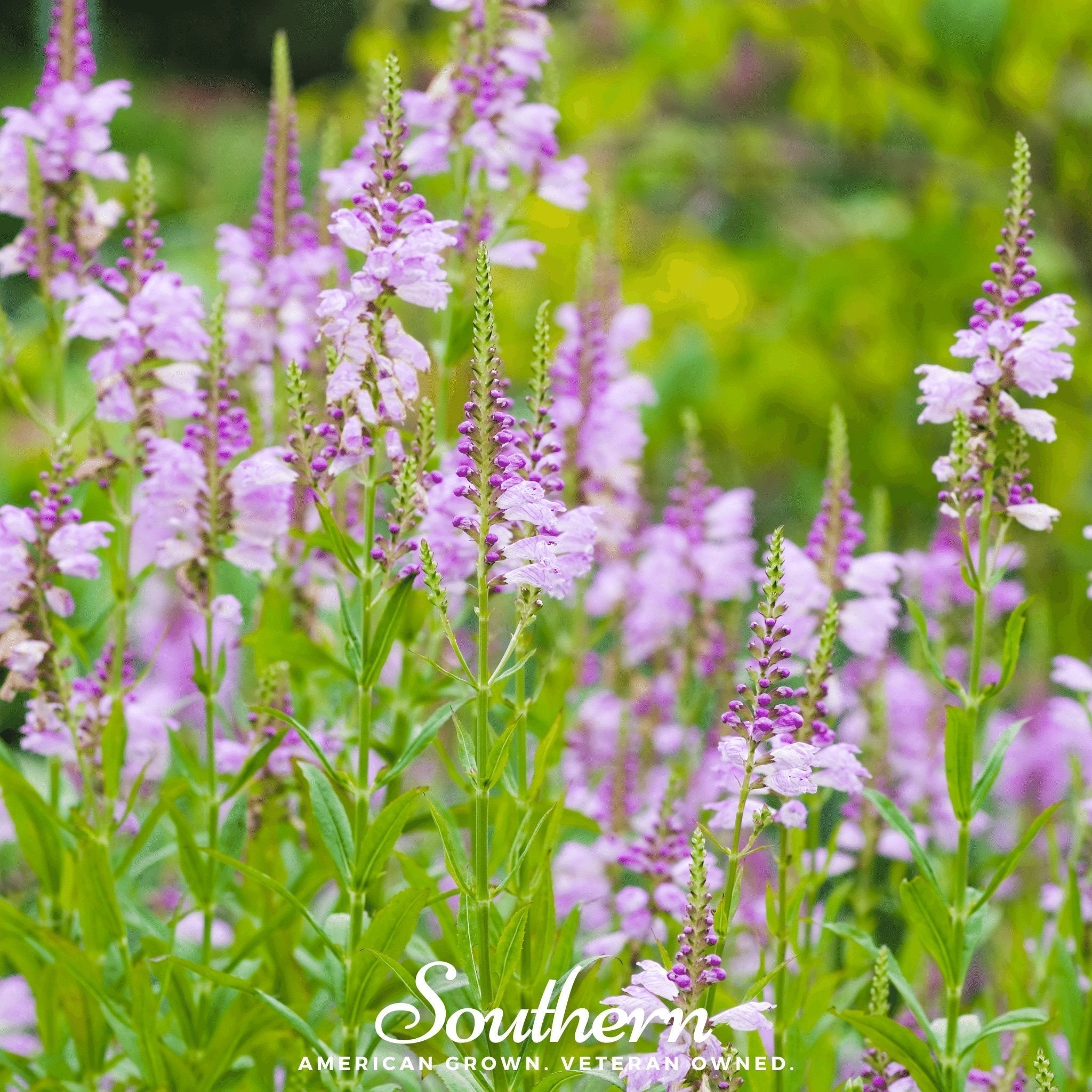 Obedient Plant – 25 Seeds Southern Seeds