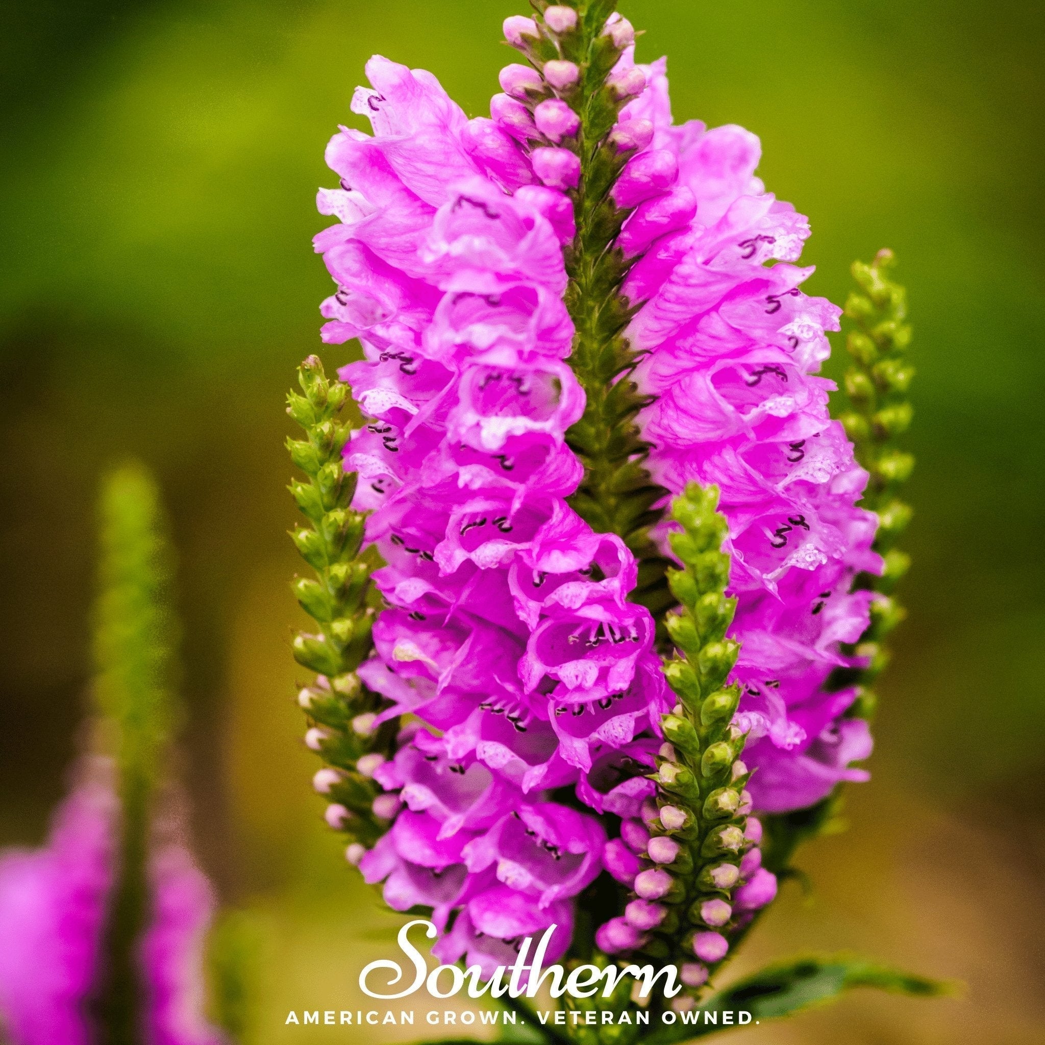 Obedient Plant – 25 Seeds Southern Seeds