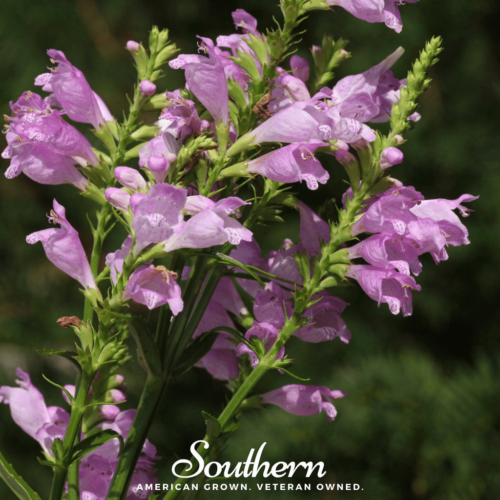 Obedient Plant – 25 Seeds Southern Seeds