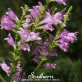 Obedient Plant – 25 Seeds Southern Seeds