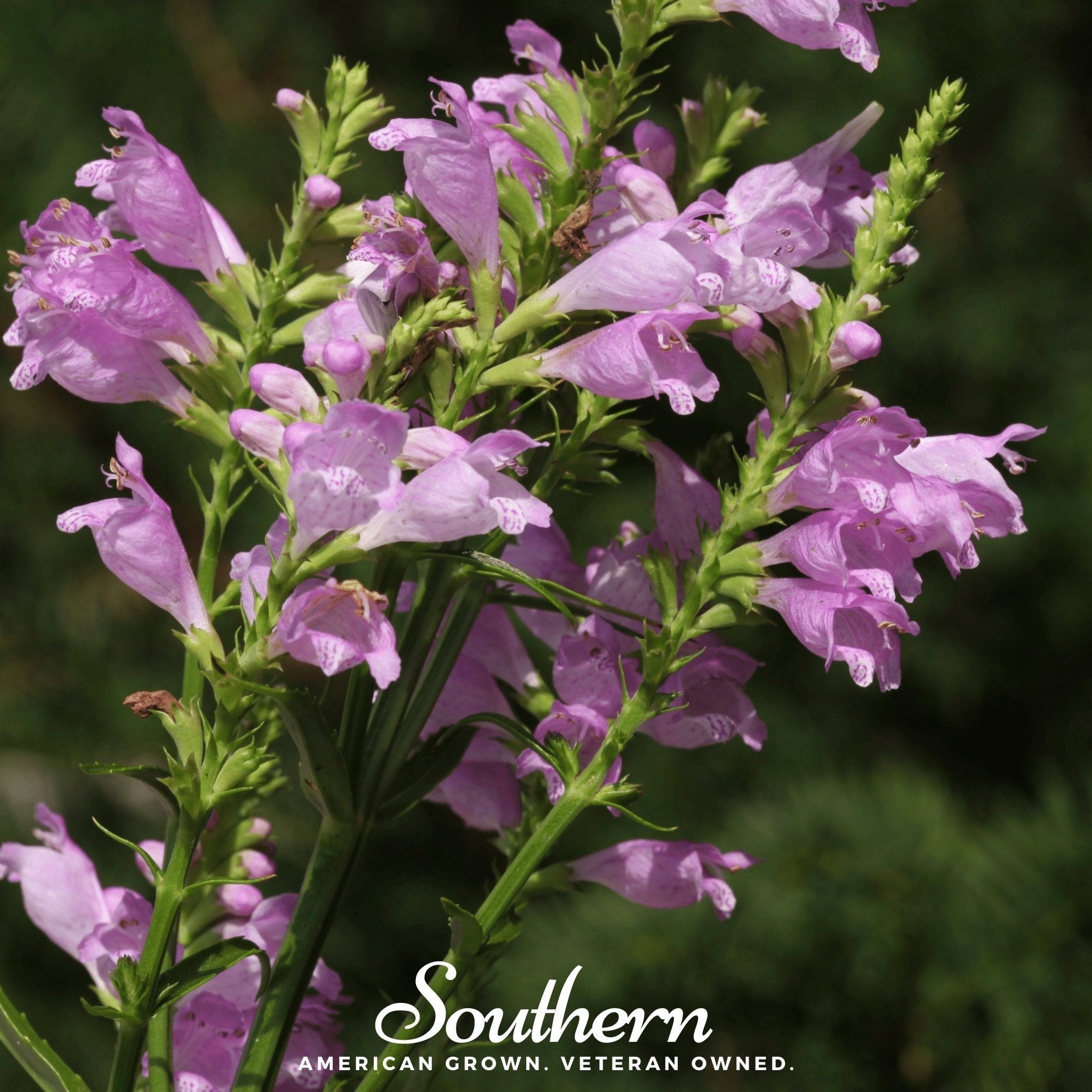 Obedient Plant – 25 Seeds Southern Seeds