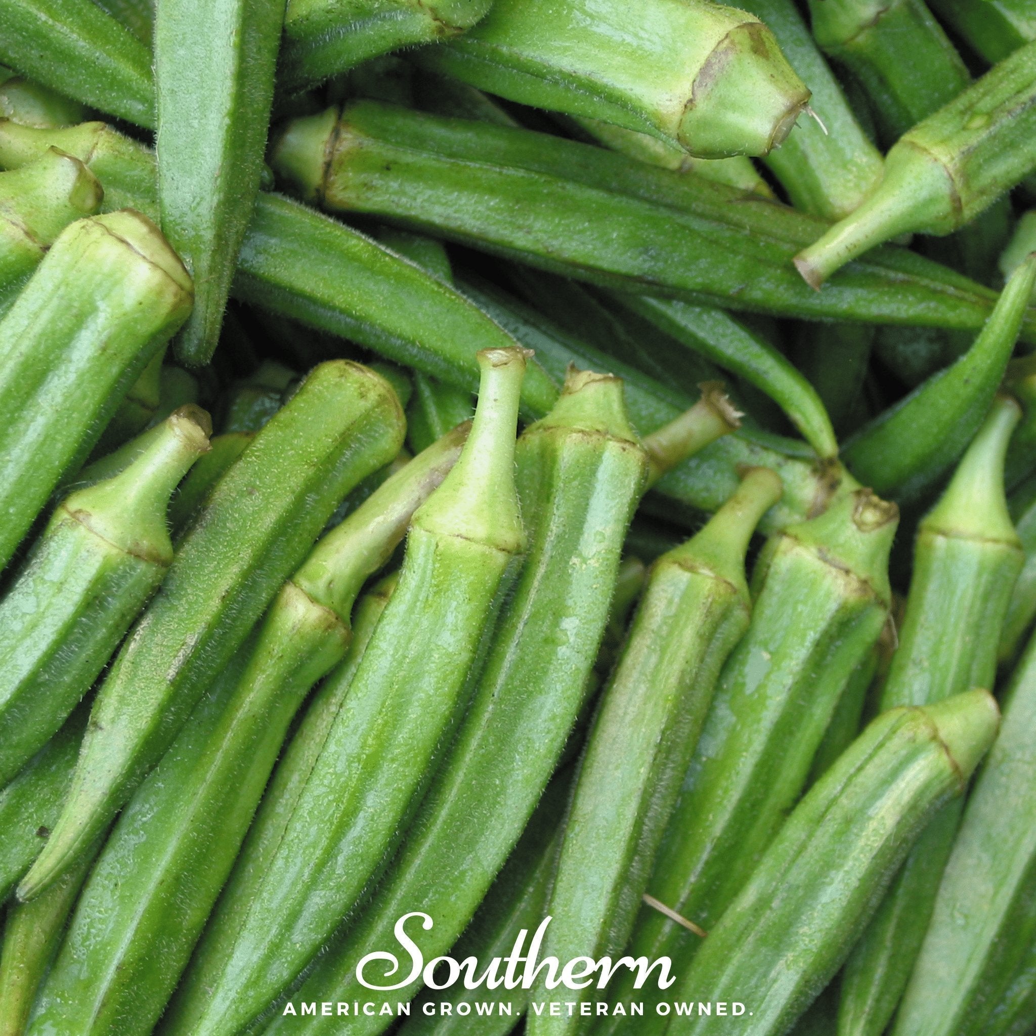 Clemson Spineless Okra – 50 Seeds Southern Seeds