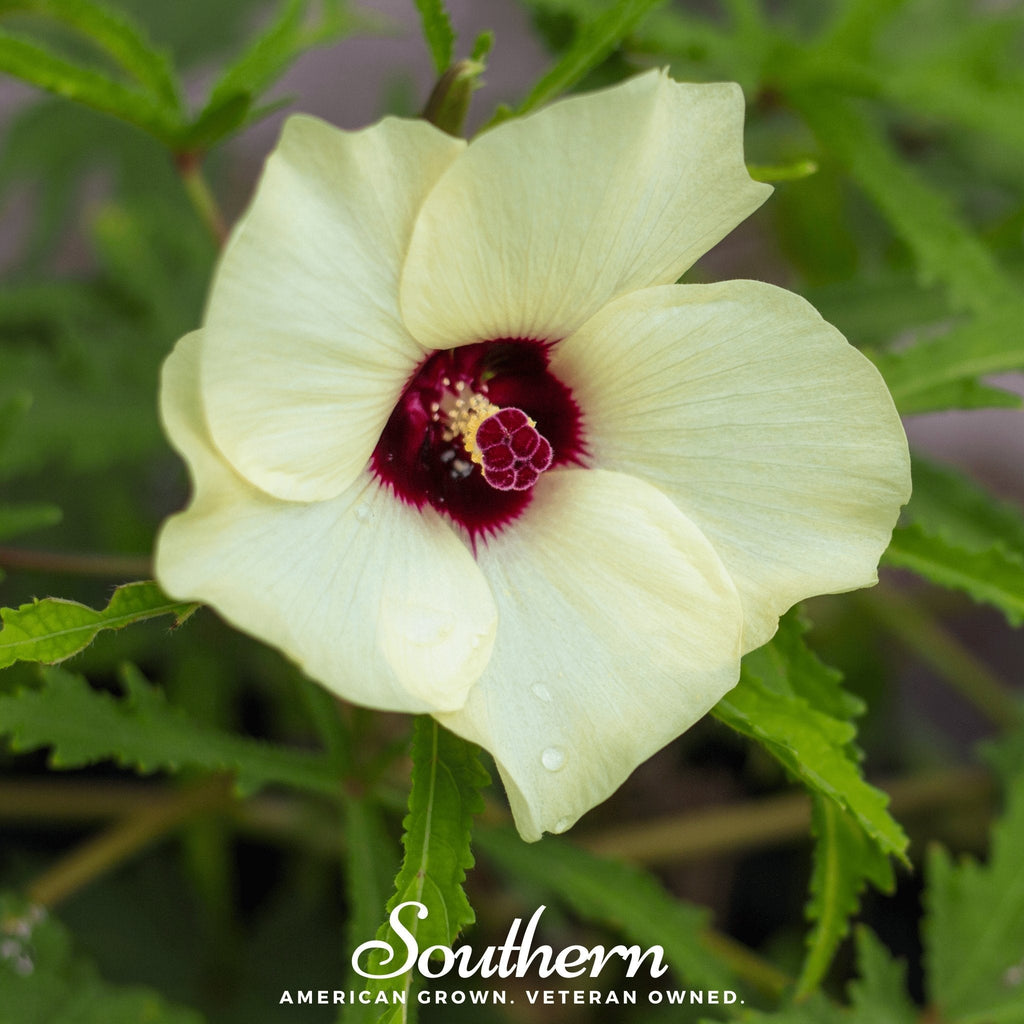 Clemson Spineless Okra – 50 Seeds Southern Seeds