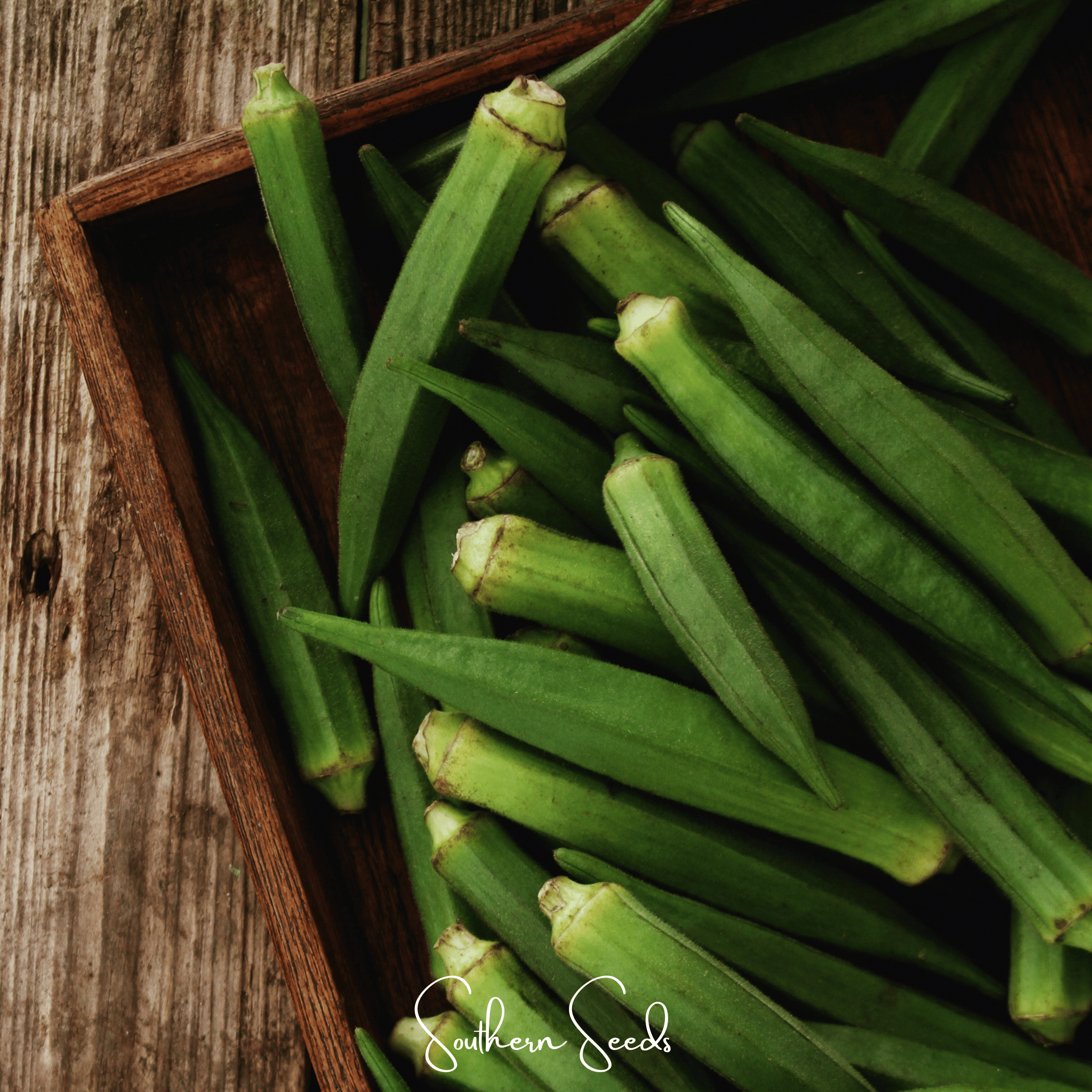 Jambalaya Okra – 50 Seeds Southern Seeds
