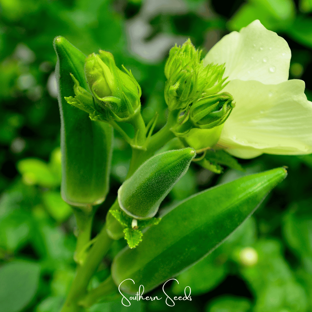 Jambalaya Okra – 50 Seeds Southern Seeds