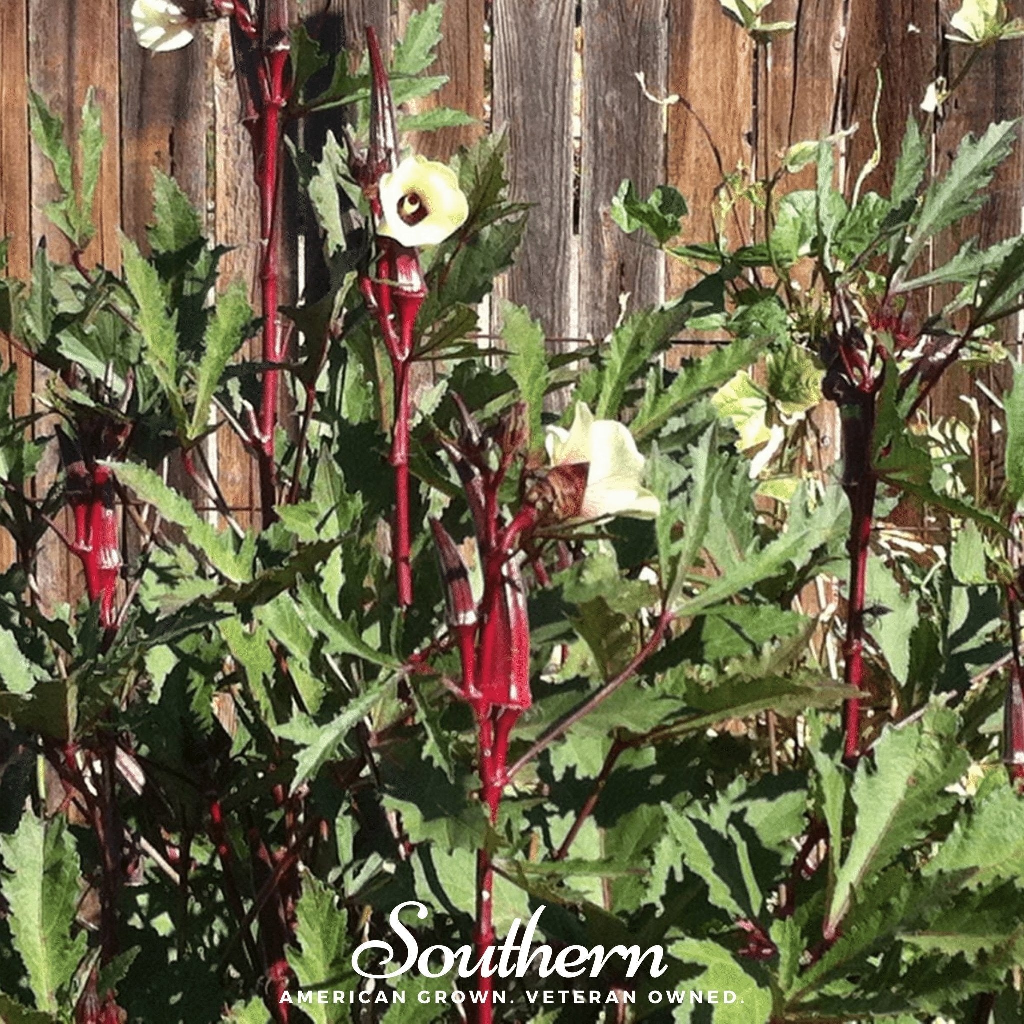 Red Burgundy Okra – 50 Seeds Southern Seeds