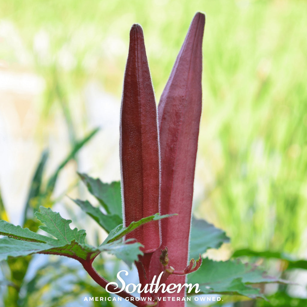 Red Burgundy Okra – 50 Seeds Southern Seeds