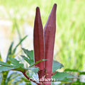 Red Burgundy Okra – 50 Seeds Southern Seeds