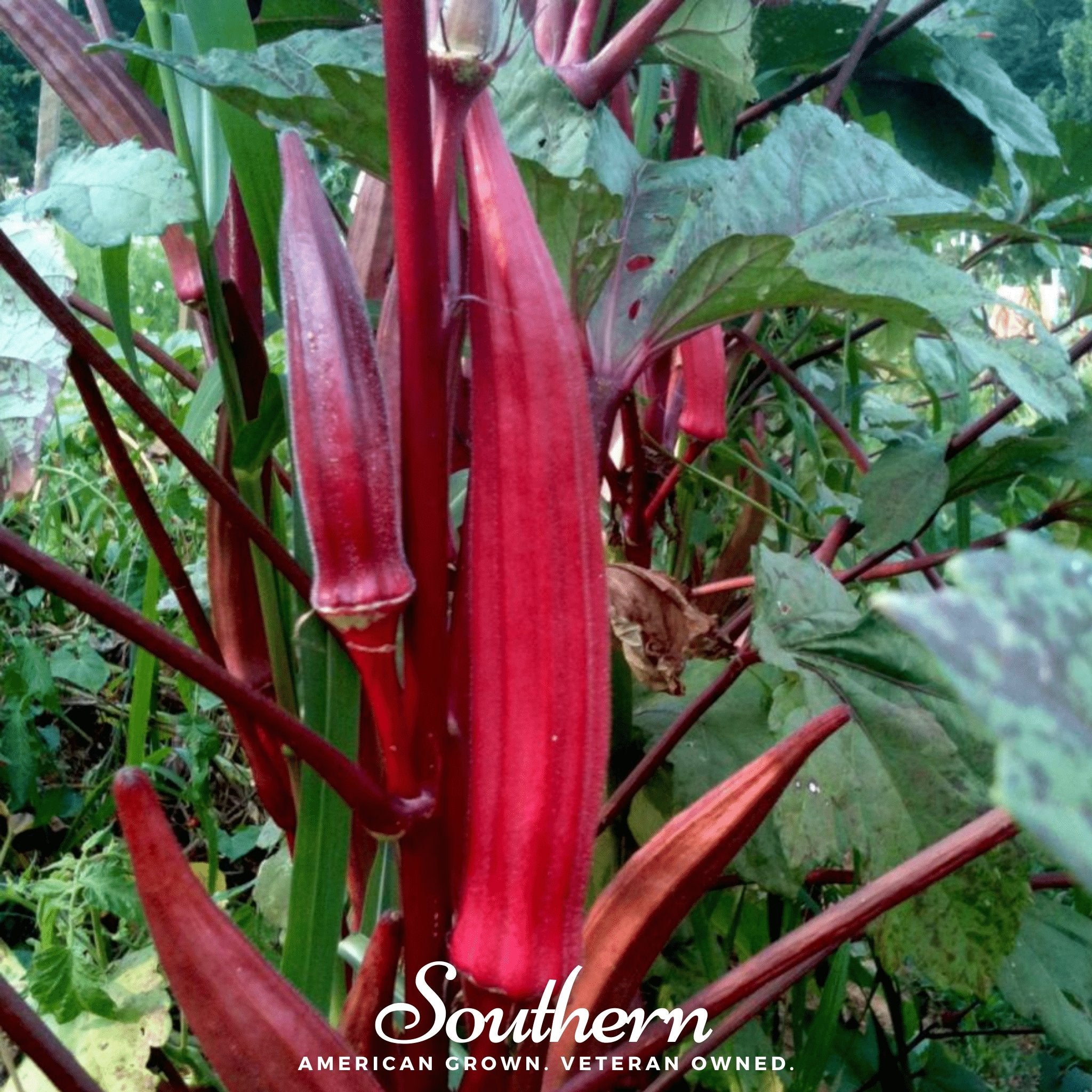 Red Burgundy Okra – 50 Seeds Southern Seeds