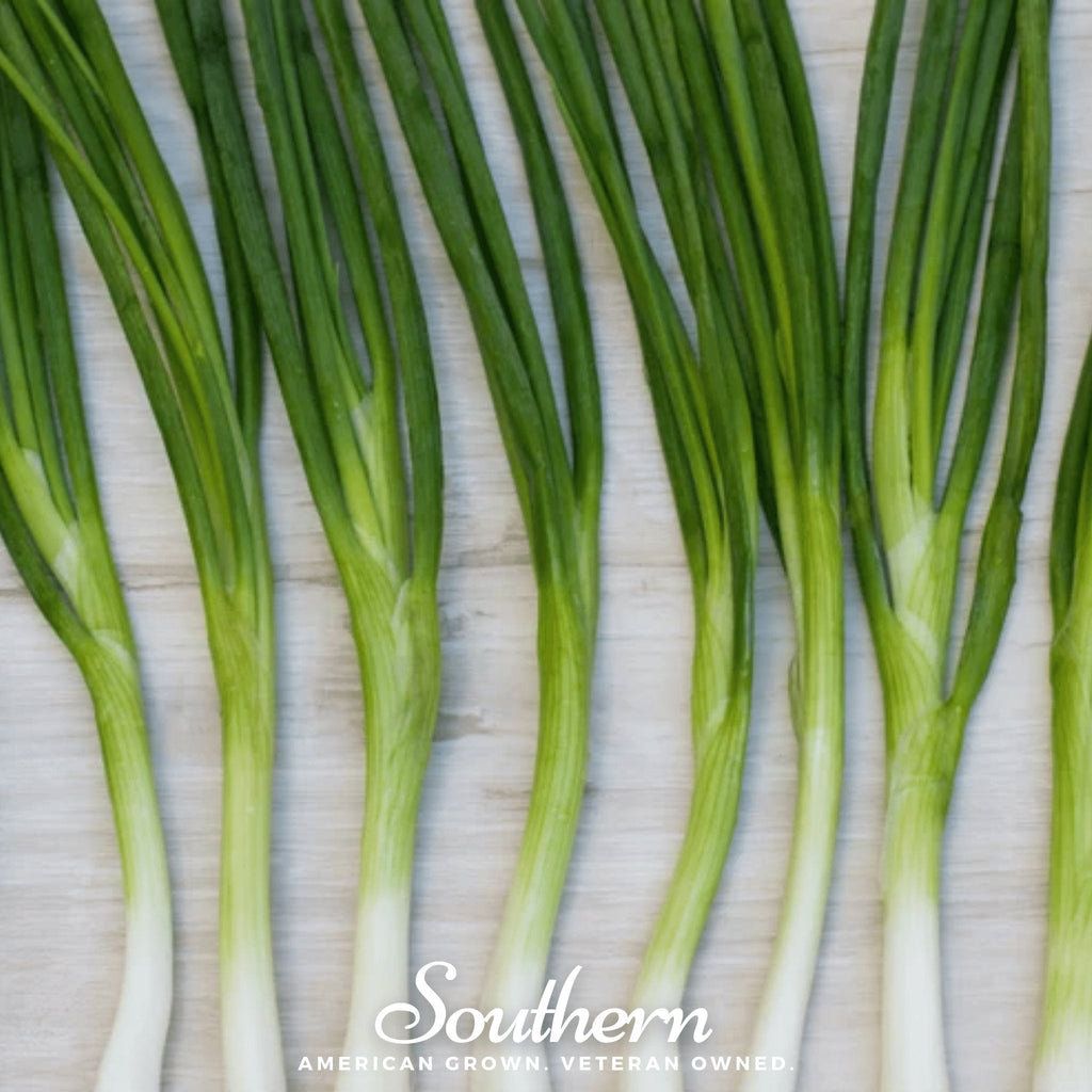 Evergreen Bunching Onion – 200 Seeds Southern Seeds