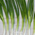 Evergreen Bunching Onion – 200 Seeds Southern Seeds