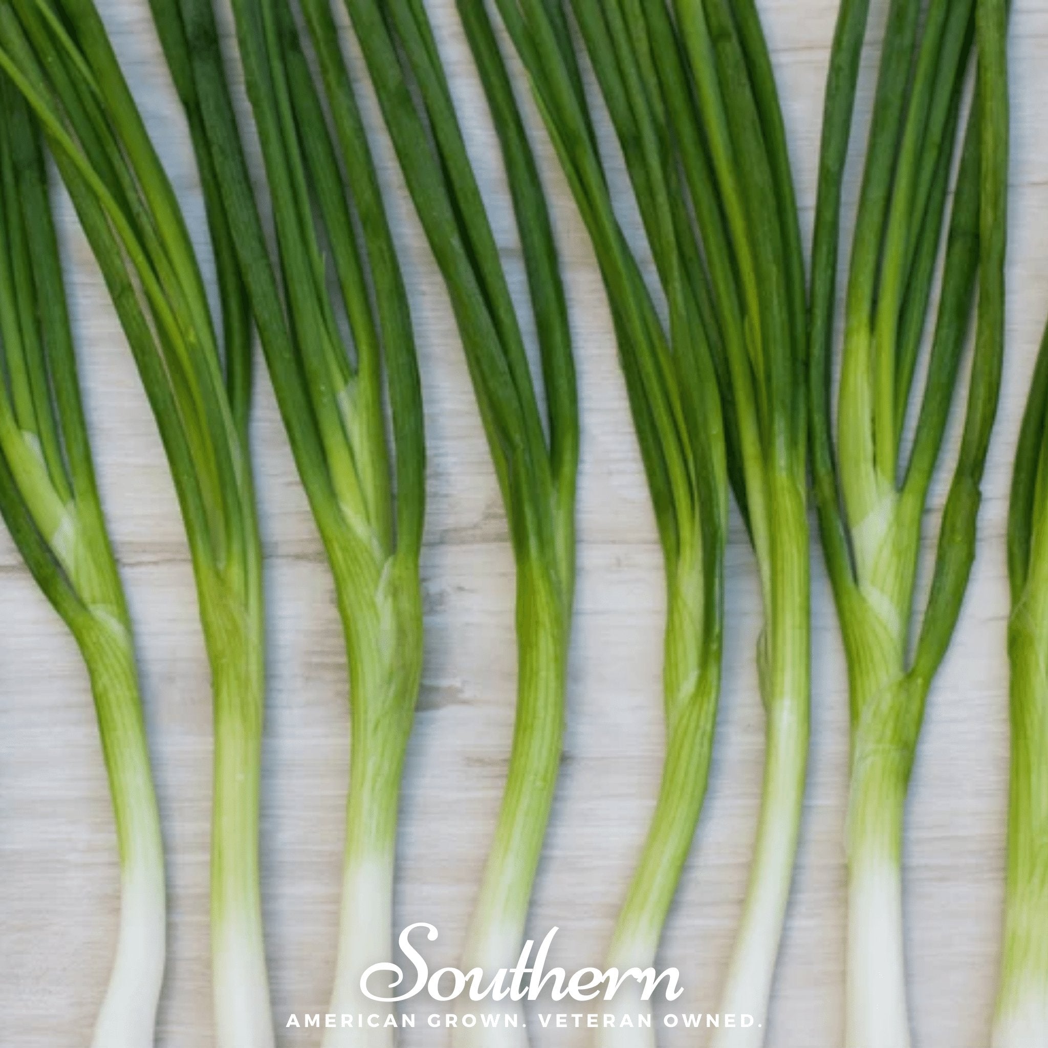 Evergreen Bunching Onion – 200 Seeds Southern Seeds