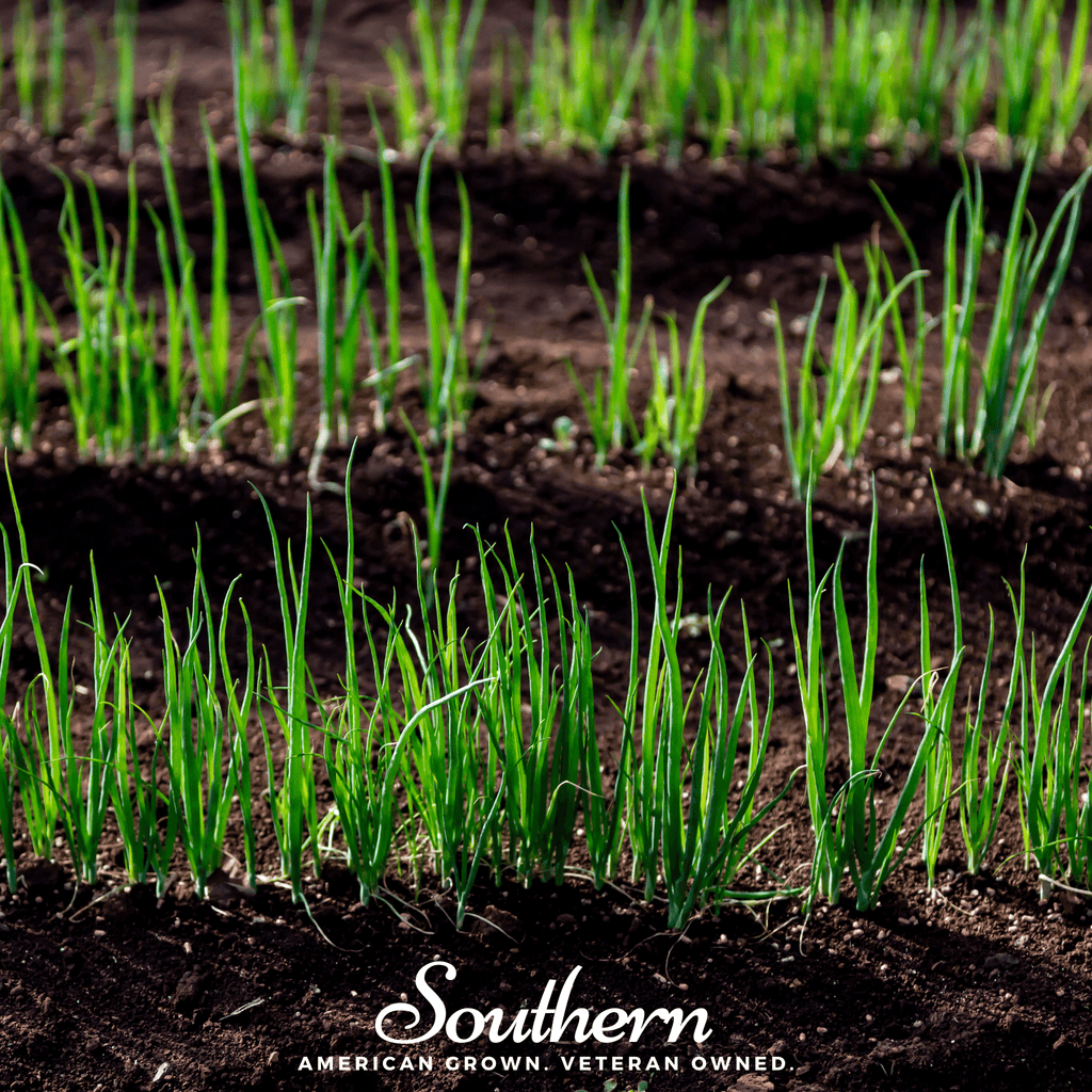 Evergreen Bunching Onion – 200 Seeds Southern Seeds