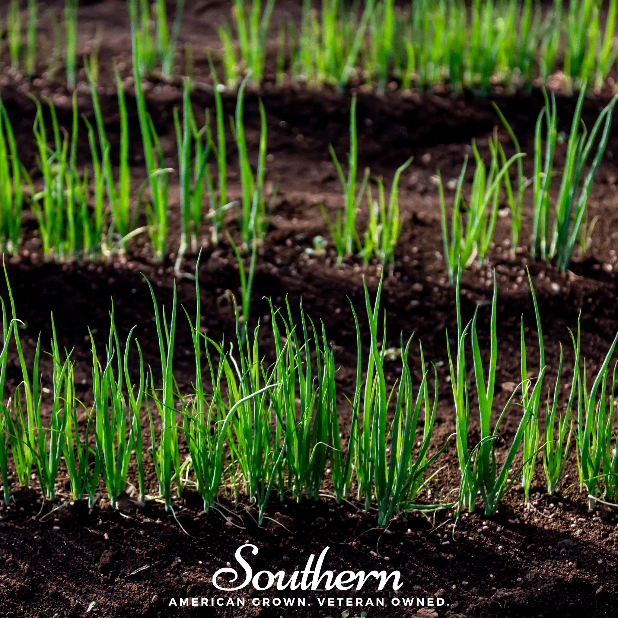 Evergreen Bunching Onion – 200 Seeds Southern Seeds