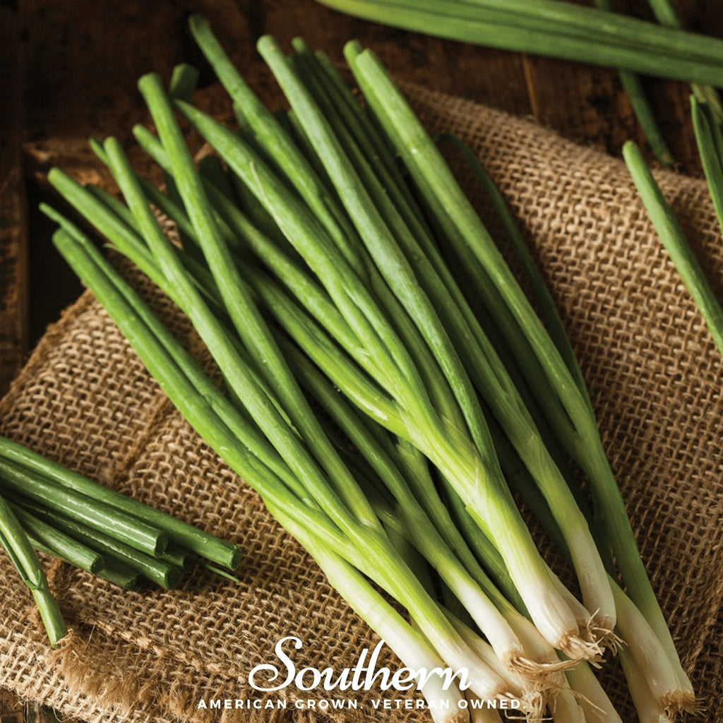 Evergreen Bunching Onion – 200 Seeds Southern Seeds