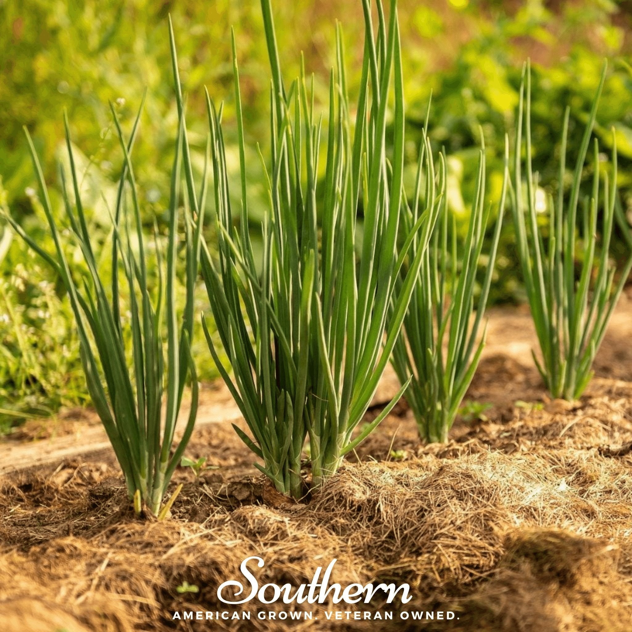 Evergreen Bunching Onion – 200 Seeds Southern Seeds