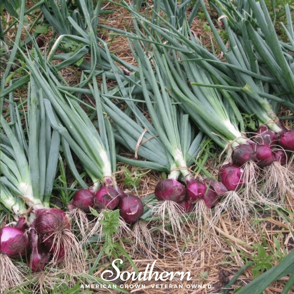 Red Burgundy Onion – 200 Seeds Southern Seeds