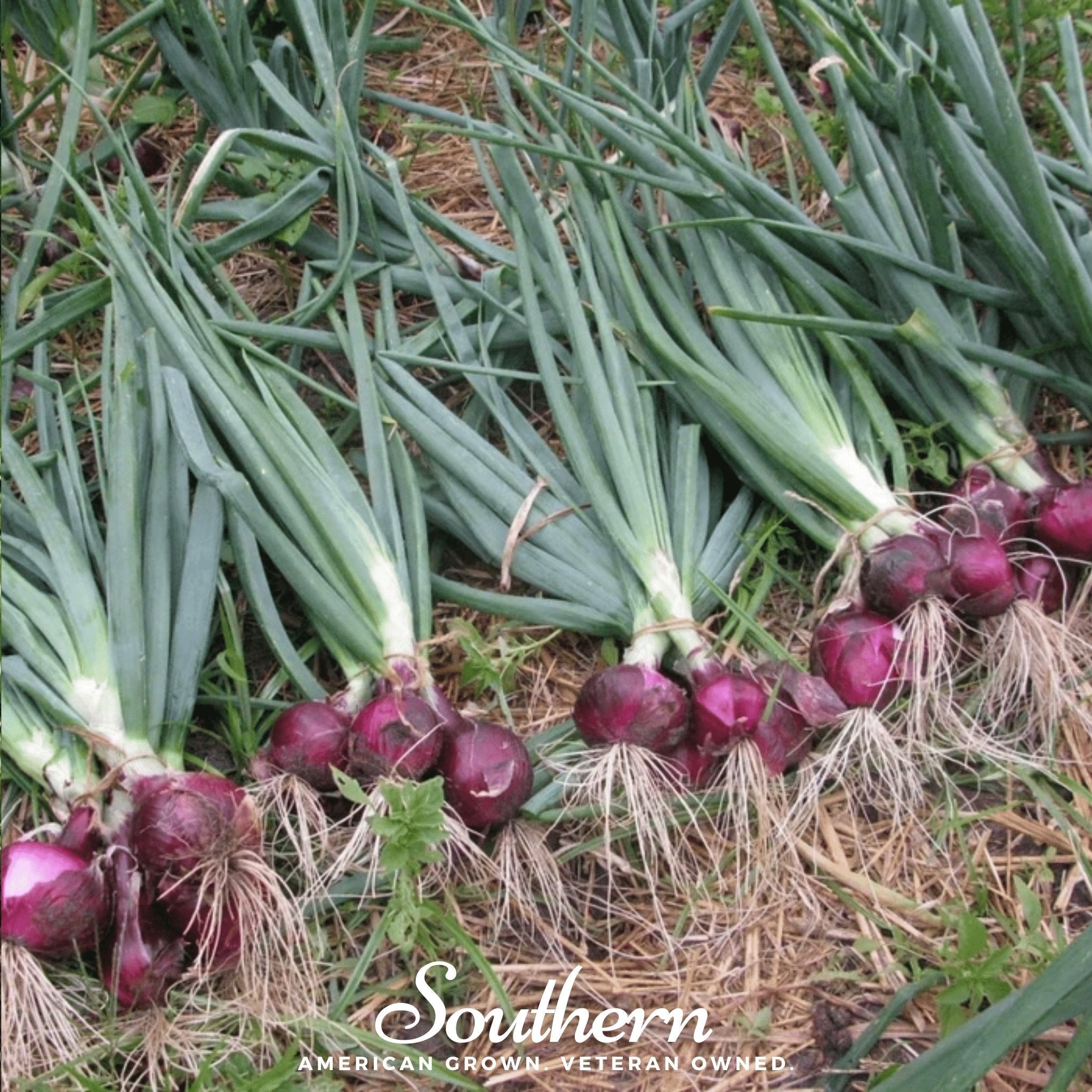 Red Burgundy Onion – 200 Seeds Southern Seeds
