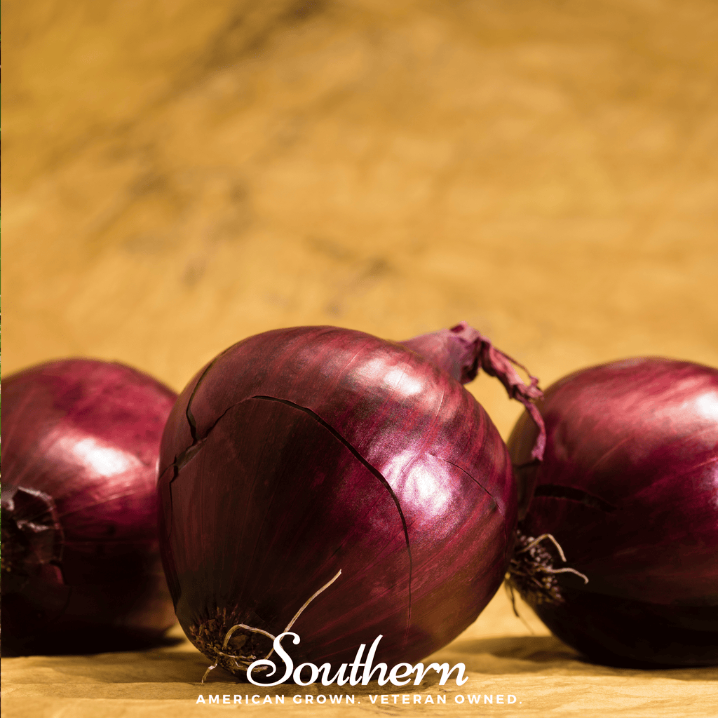 Red Burgundy Onion – 200 Seeds Southern Seeds