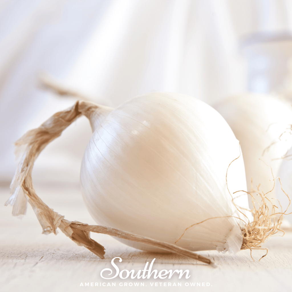 Spanish White Sweet Onion – 200 Seeds Southern Seeds