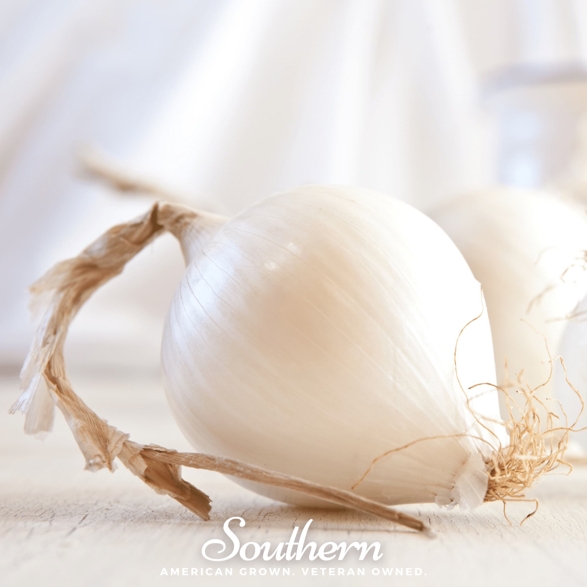 Spanish White Sweet Onion – 200 Seeds Southern Seeds
