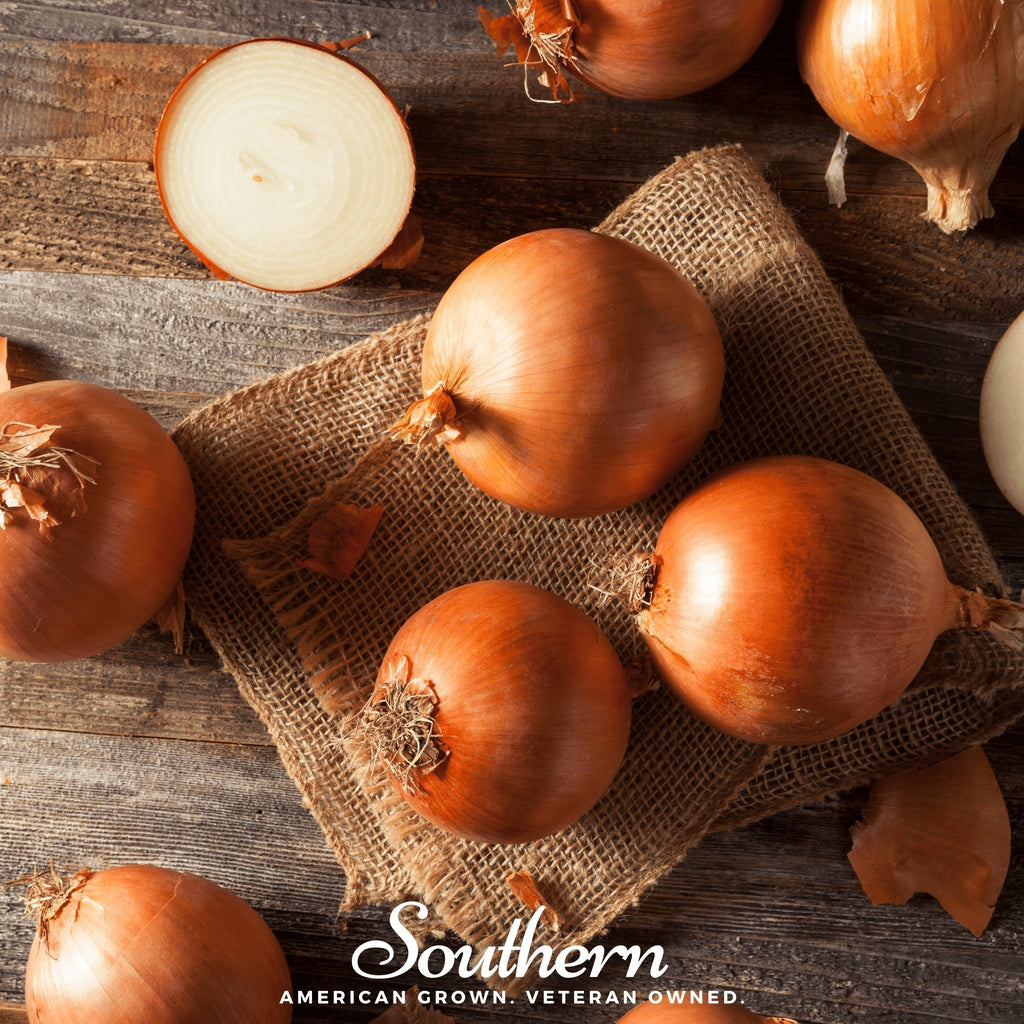 Spanish Yellow Sweet Onion – 200 Seeds Southern Seeds
