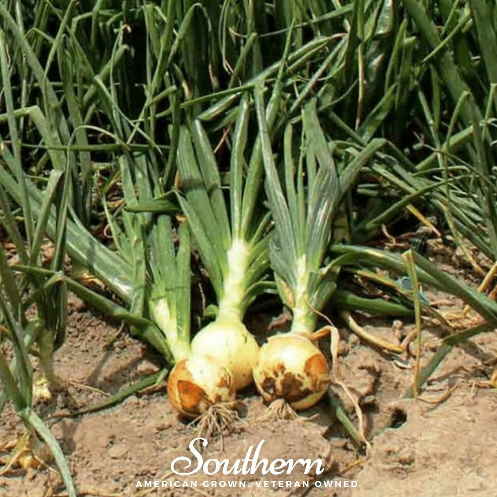 Spanish Yellow Sweet Onion – 200 Seeds Southern Seeds